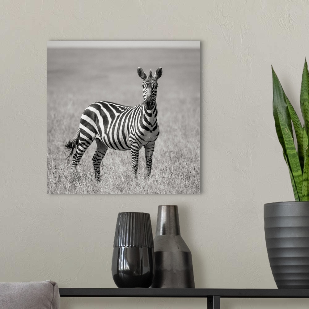 A modern room featuring Africa, Kenya, Maasai mara national reserve. Close-up of lone zebra.