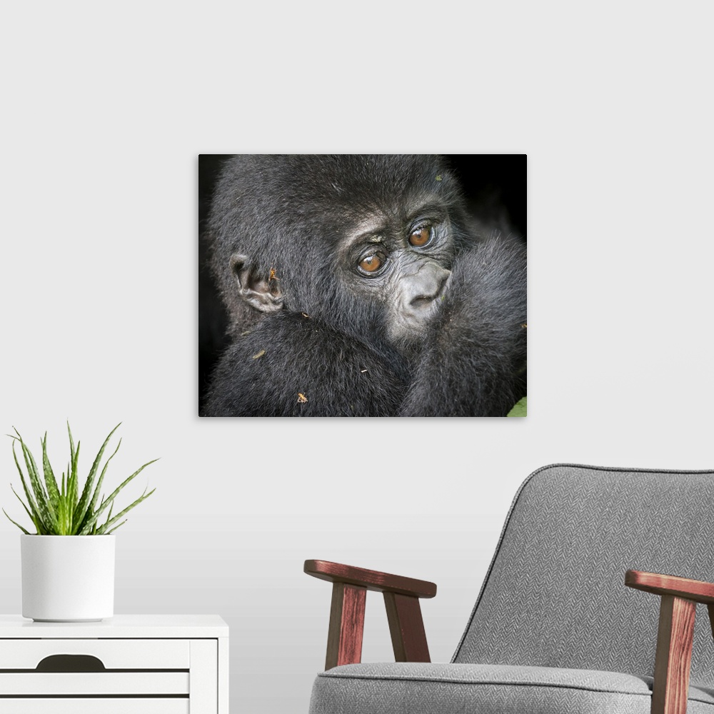 A modern room featuring Africa, Uganda, Bwindi Impenetrable Forest and National Park.  Mountain, or eastern gorillas, Gor...