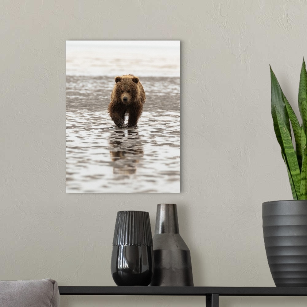 A modern room featuring Alaska, USA. Grizzly bear walking through mud.