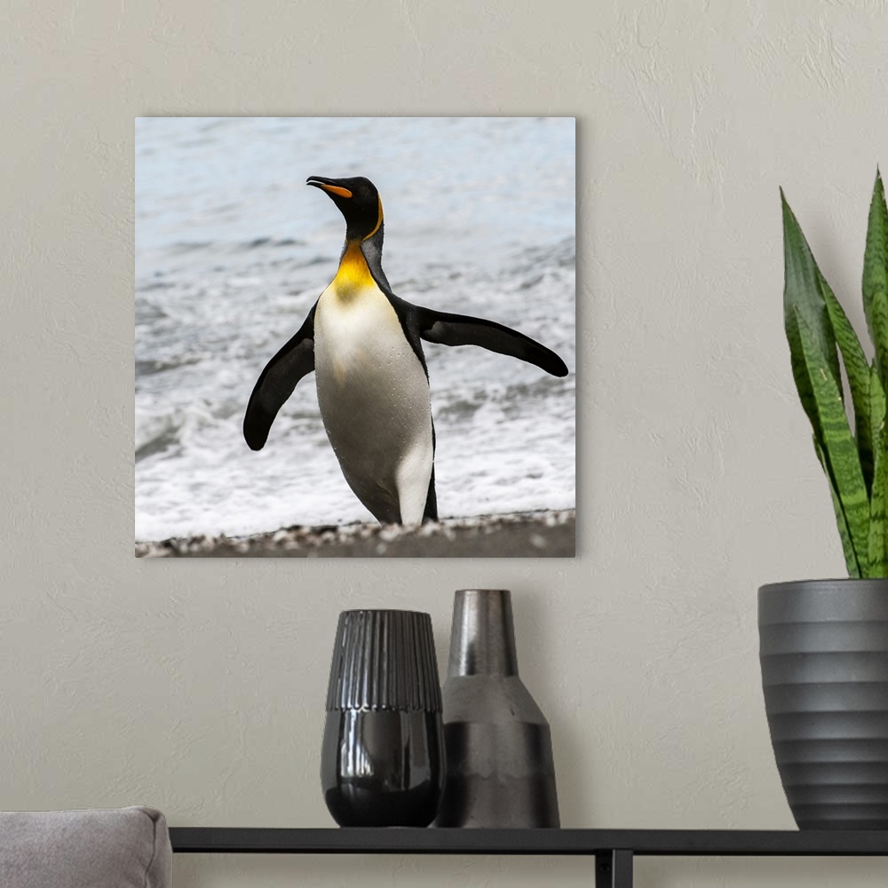 A modern room featuring Antarctica, penguin, King