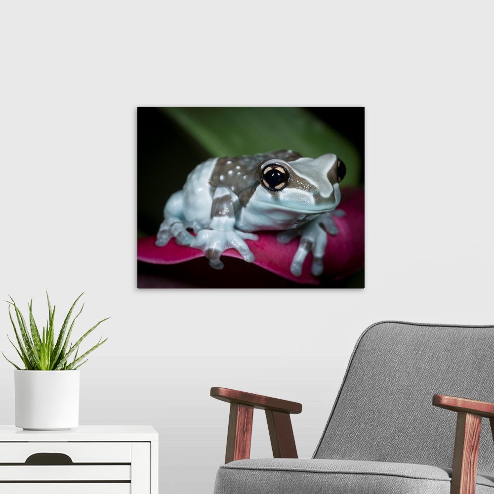 A modern room featuring Blue milk frog, Mission golden-eye tree frog, Amazon milk frog, Trachycephalus resinifictrix, con...