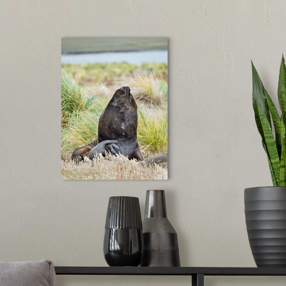 A modern room featuring Bull and female Patagonian sea lion in tussock belt, Falkland Islands.