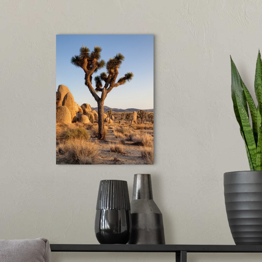 A modern room featuring USA, California, Joshua Tree National Park, Late afternoon at Hidden Valley