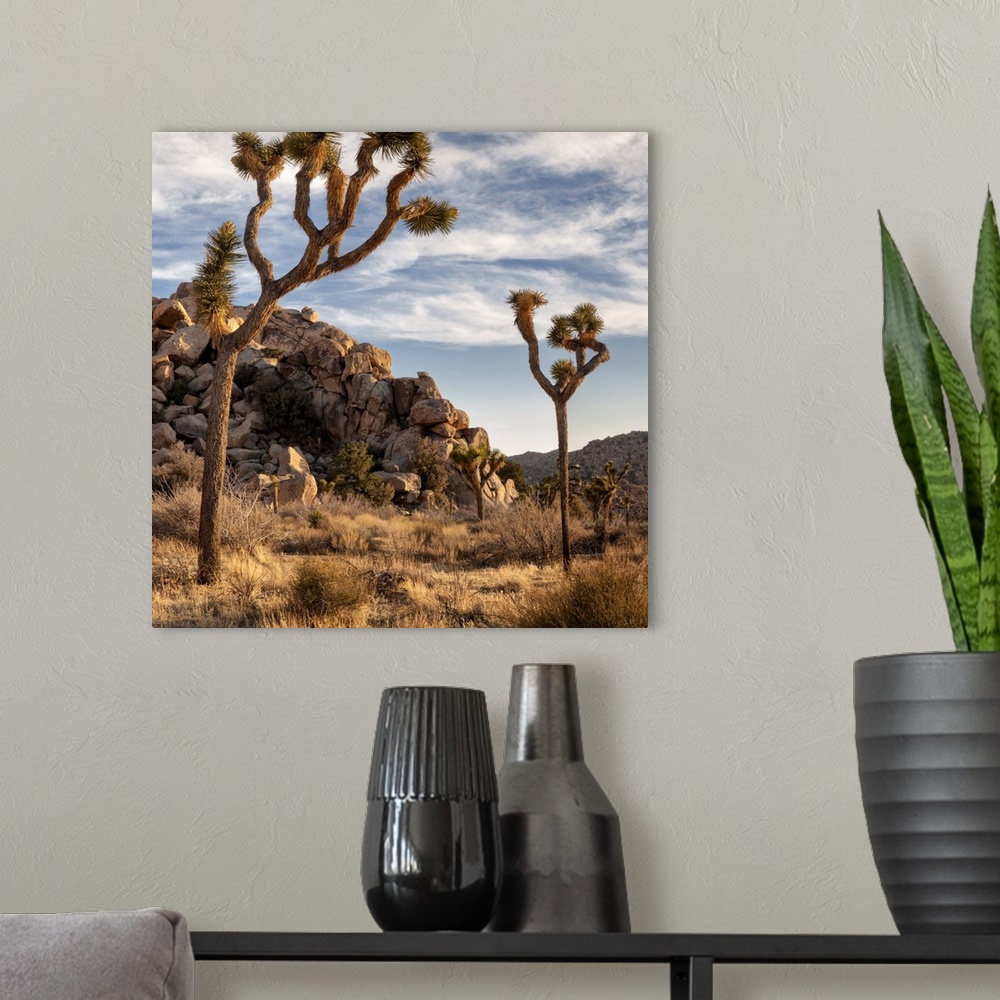 A modern room featuring USA, California, Joshua Tree National Park, Joshua trees in Mojave Desert