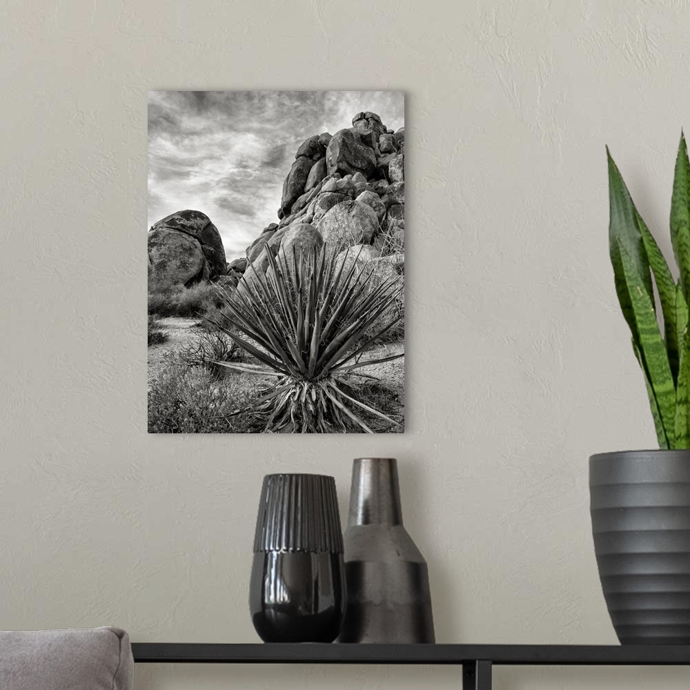 A modern room featuring USA, California, Joshua Tree National Park, Mojave Yucca plant, also called Spanish Dagger