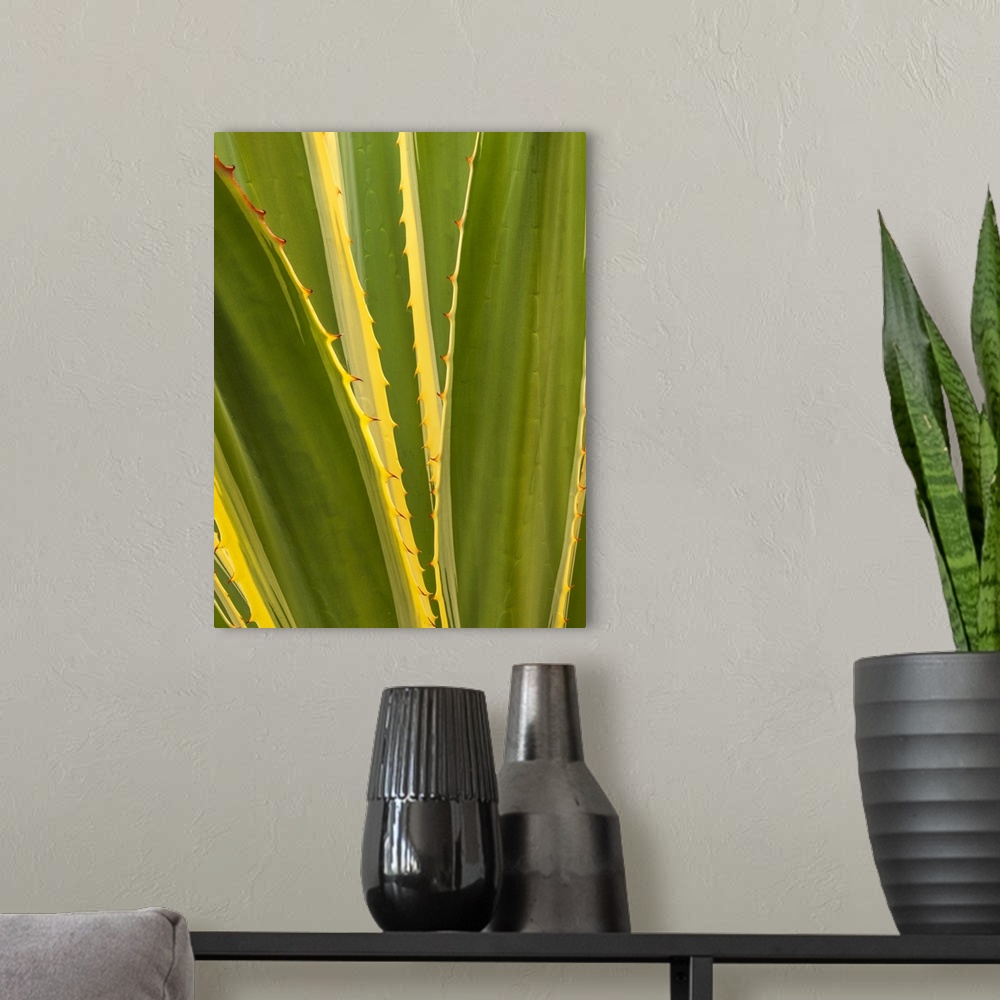 A modern room featuring USA, California, San Diego, Close-up of agave plant