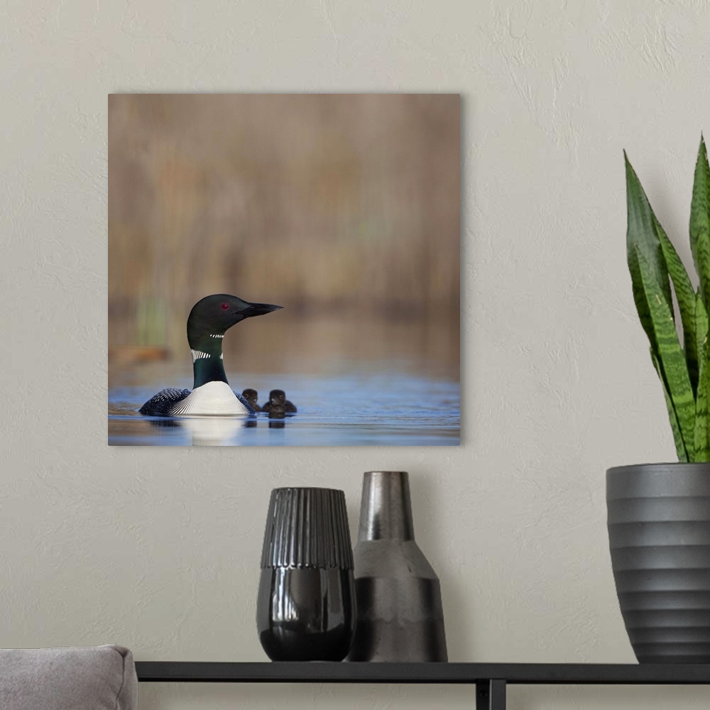 A modern room featuring Canada, British Columbia. Common Loon (Gavia Immer) adult female and two-day old chicks on Lac Le...
