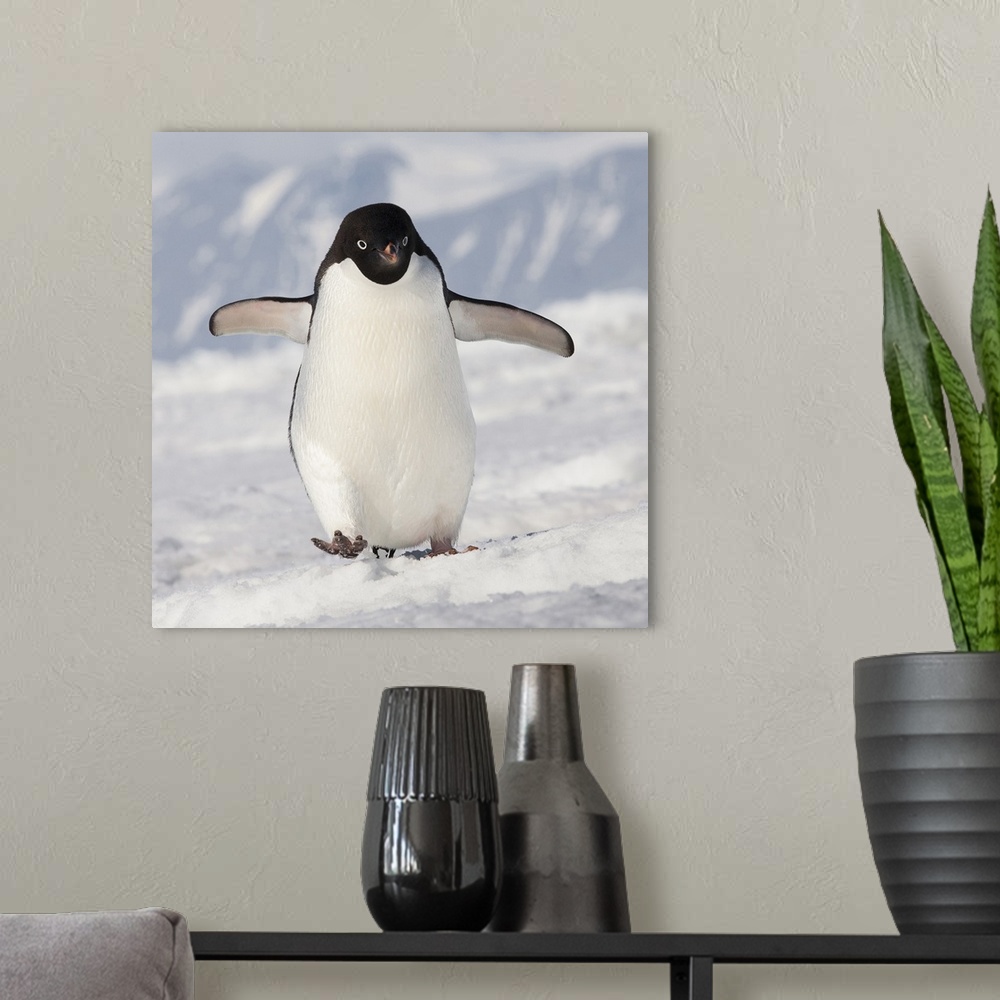 A modern room featuring Cape Washington, Antarctica. Adelie penguin walks forward.