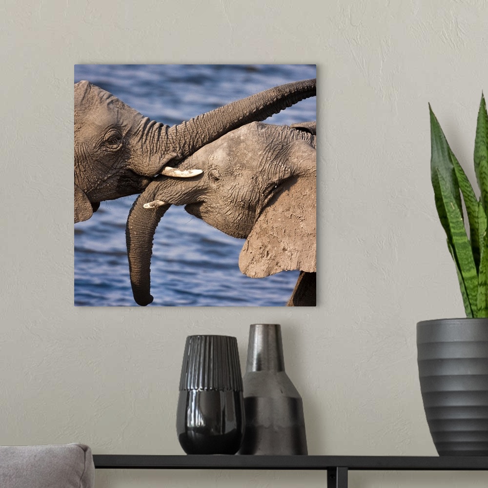A modern room featuring Chobe National Park, Botswana. A close-up of a pair of African Bush Elephants.