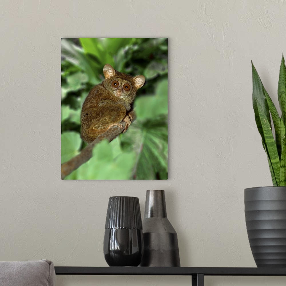 A modern room featuring Indonesia, Bali, Sulawesi. Close-up of tarsier on limb. smallest living primate