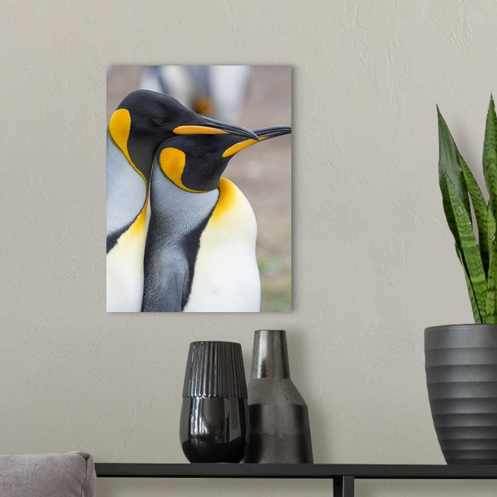 A modern room featuring Courtship display. King Penguin on Falkland Islands.