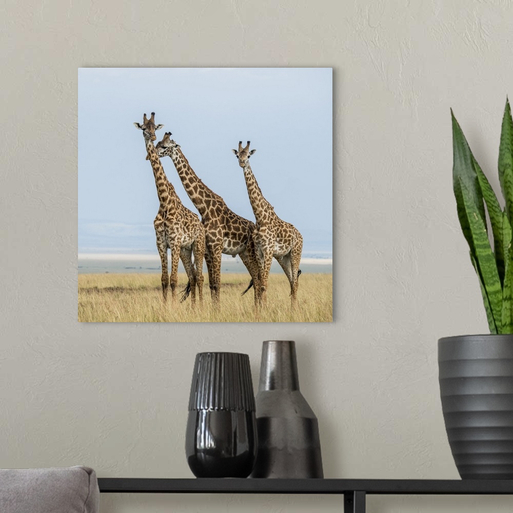A modern room featuring East Kenya, Maasai Mara National Reserve, Mara Conservancy, Mara Triangle, Maasai giraffe.