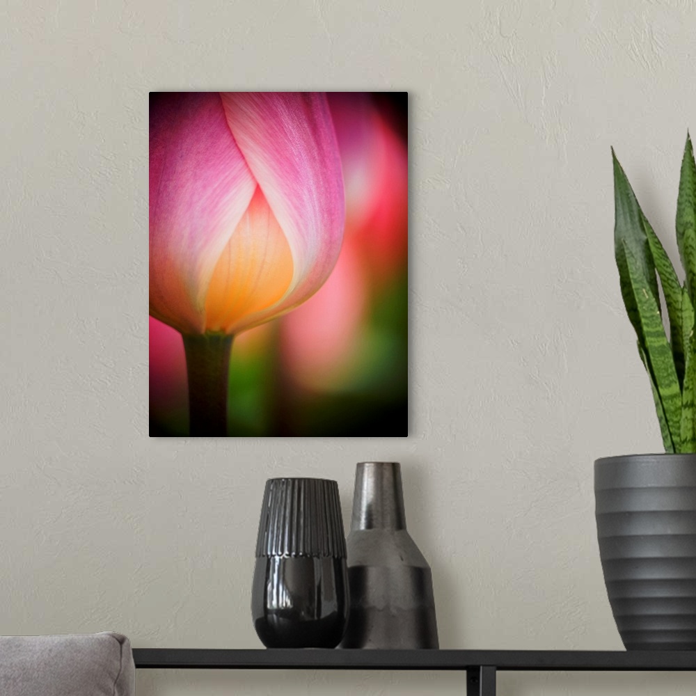 A modern room featuring Europe, Netherlands, Macro image of Colorful Tuliip.