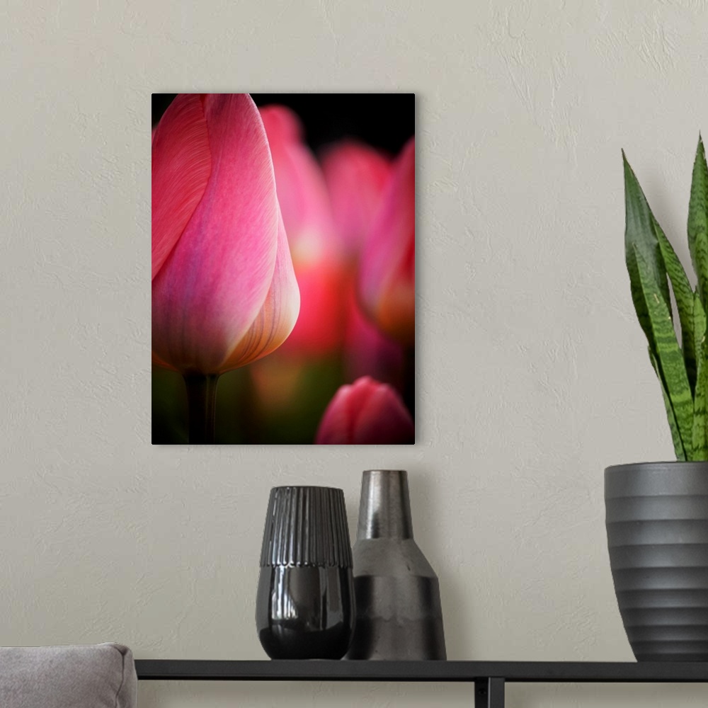 A modern room featuring Europe, Netherlands, Macro image of Colorful Tuliip.