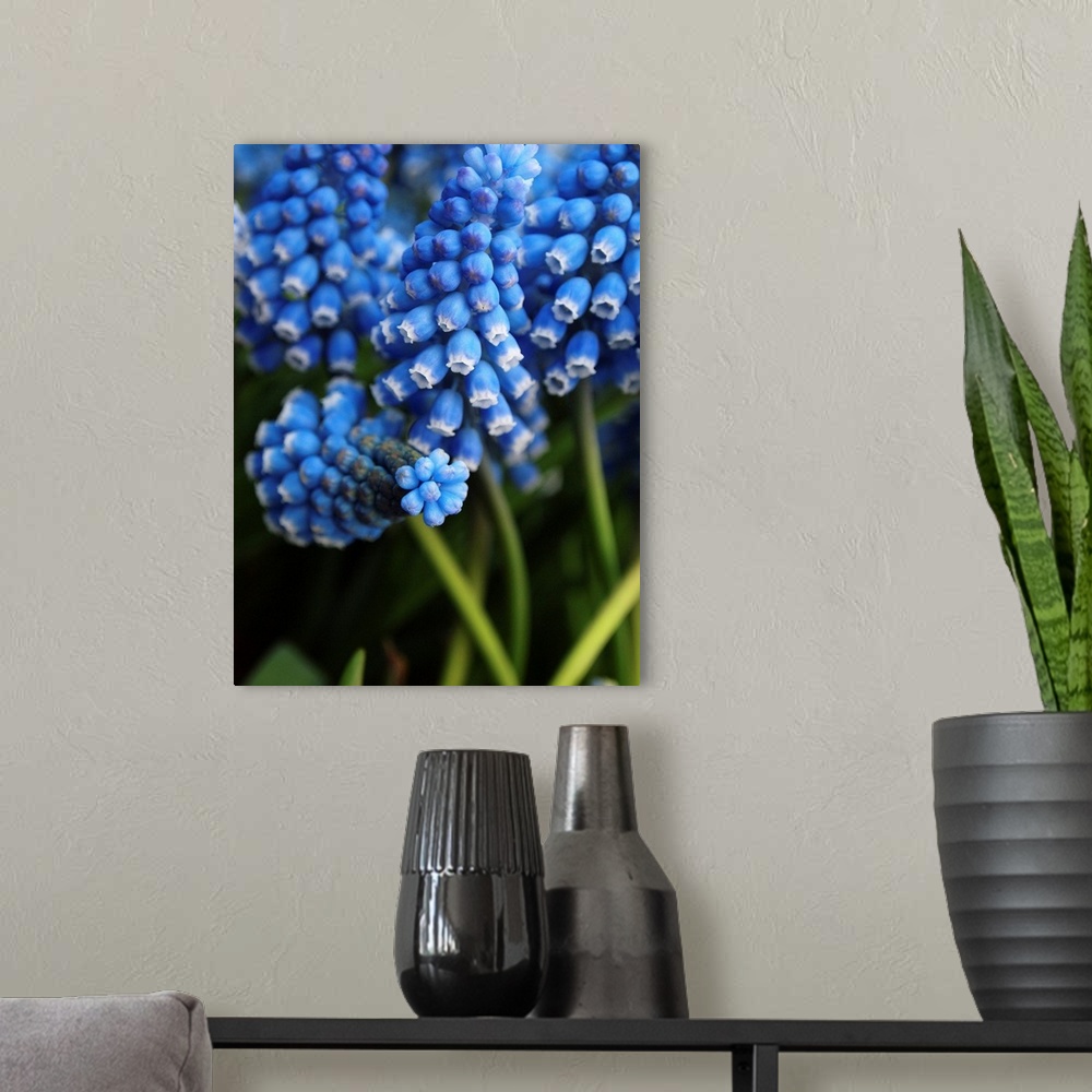 A modern room featuring Grape hyacinth in bloom.