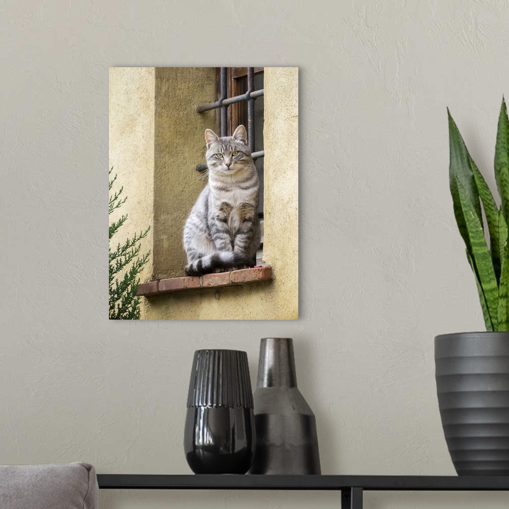 A modern room featuring Italy, Tuscany, Pienza. Cat sitting on a window ledge along the streets. Europe, Italy.