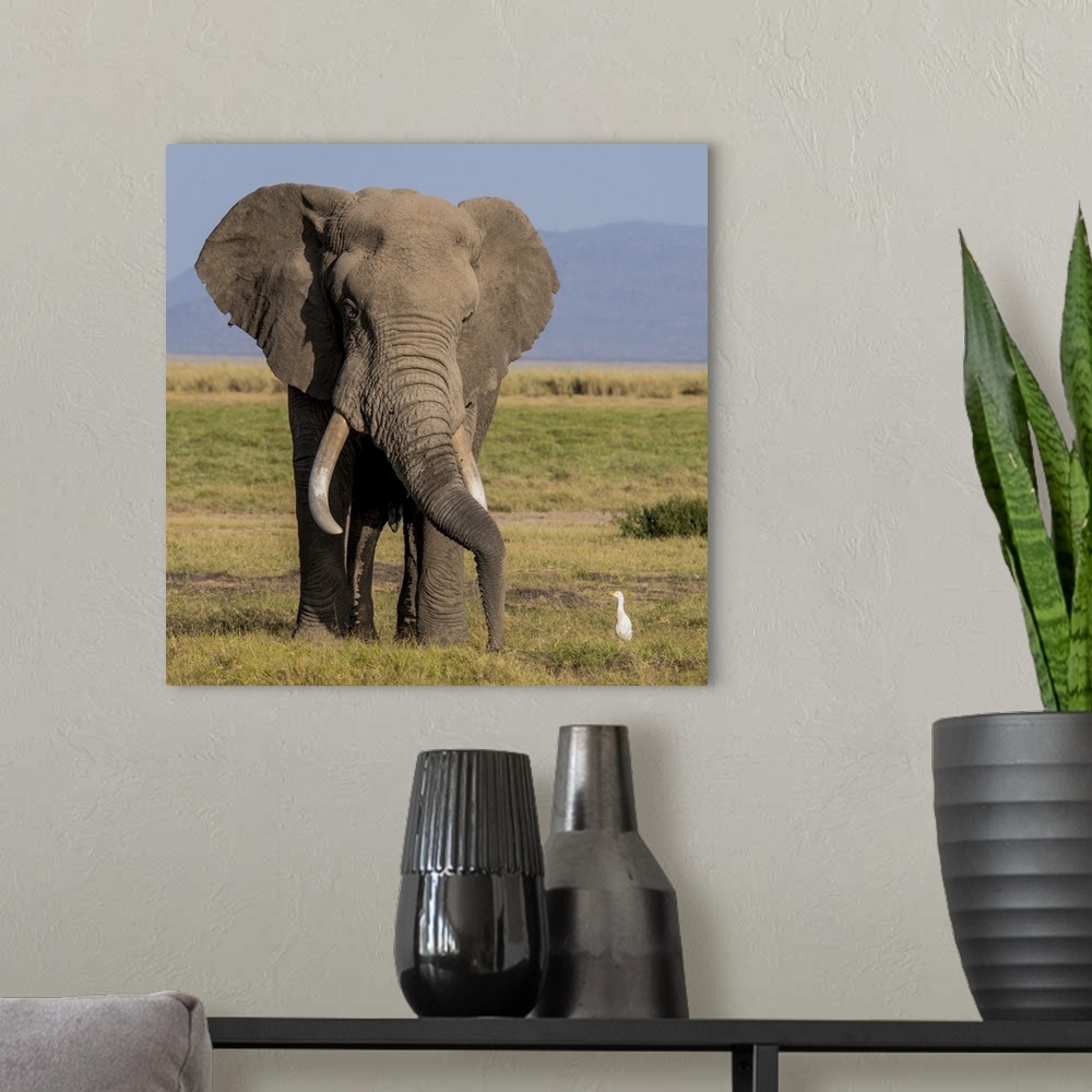 A modern room featuring Africa, Kenya, Amboseli National Park, elephant (Loxodanta africana).