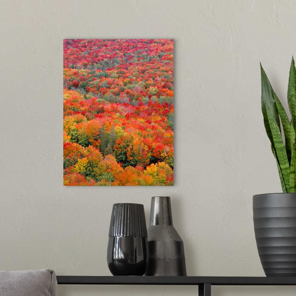 A modern room featuring USA, Minnesota, Superior National Forest, Spectacular autumn colors of northern hardwood forest.