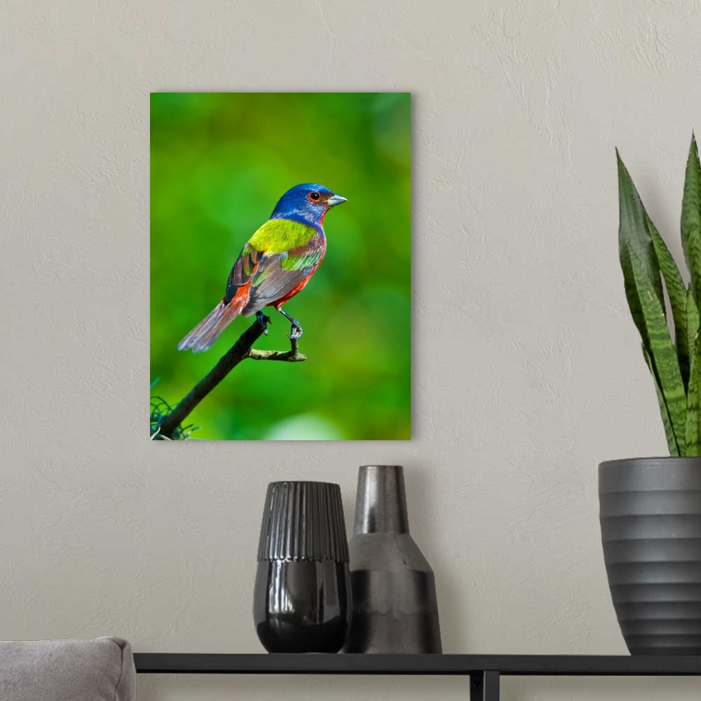 A modern room featuring North America, USA, Florida, Immokalee, Painted Bunting