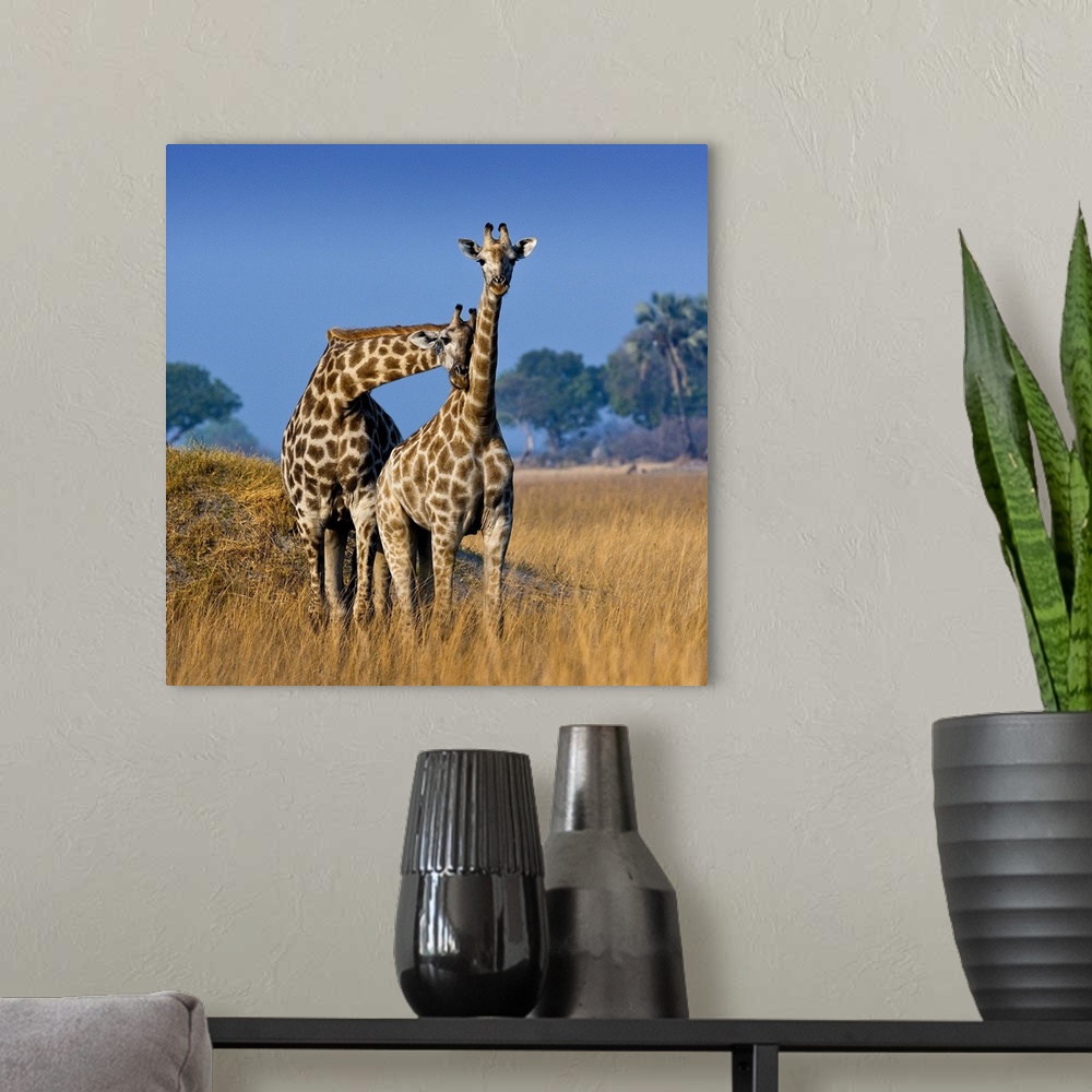A modern room featuring Okavango Delta, Botswana. A pair of young giraffe necking.