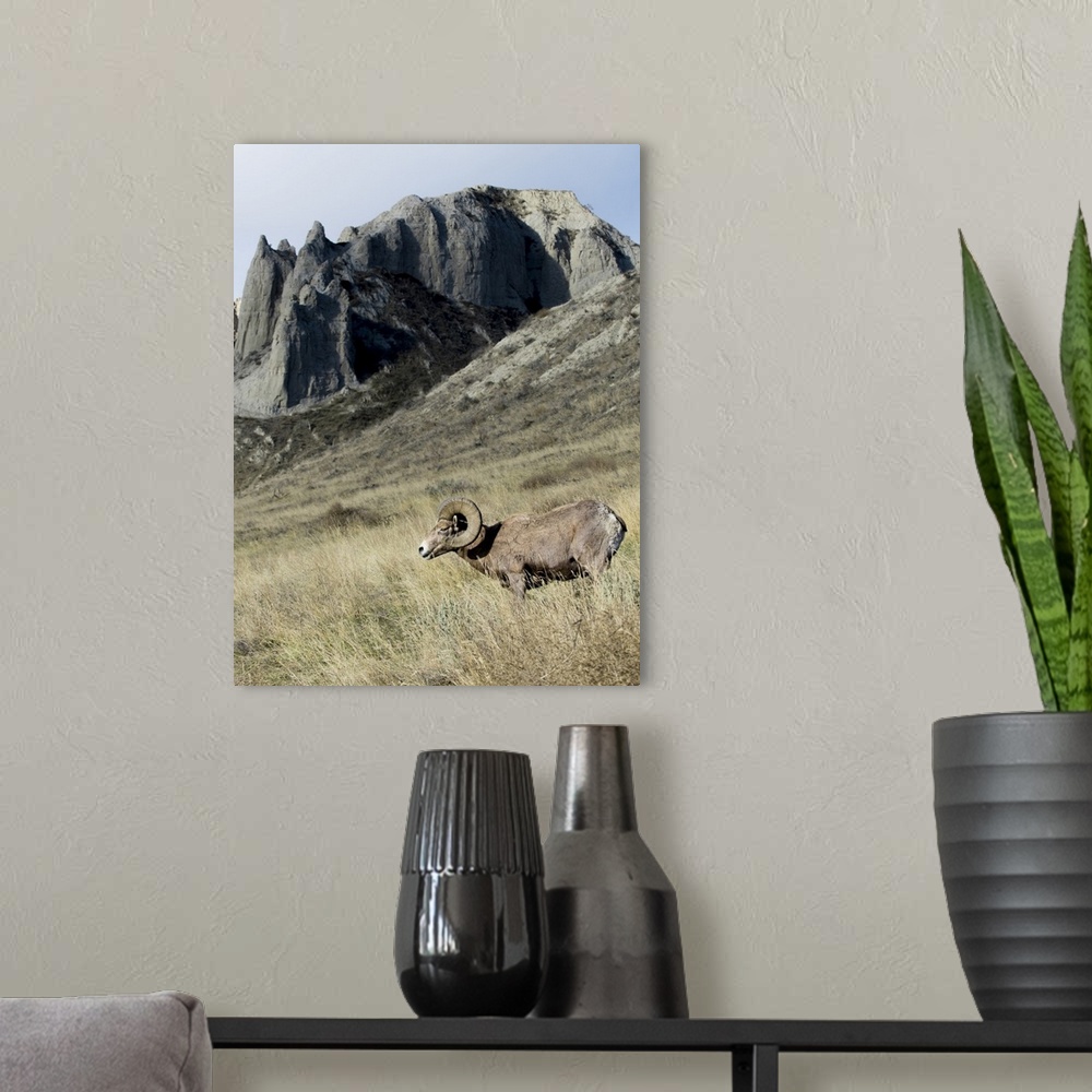 A modern room featuring Rocky Mountain bighorn sheep grazing in grasslands. Mature rams.