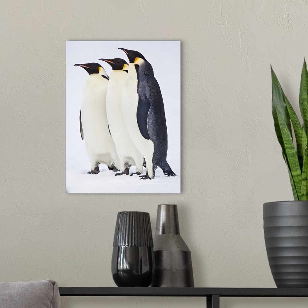 A modern room featuring Snow Hill, Antarctica. Three Emperor penguins standing tall.