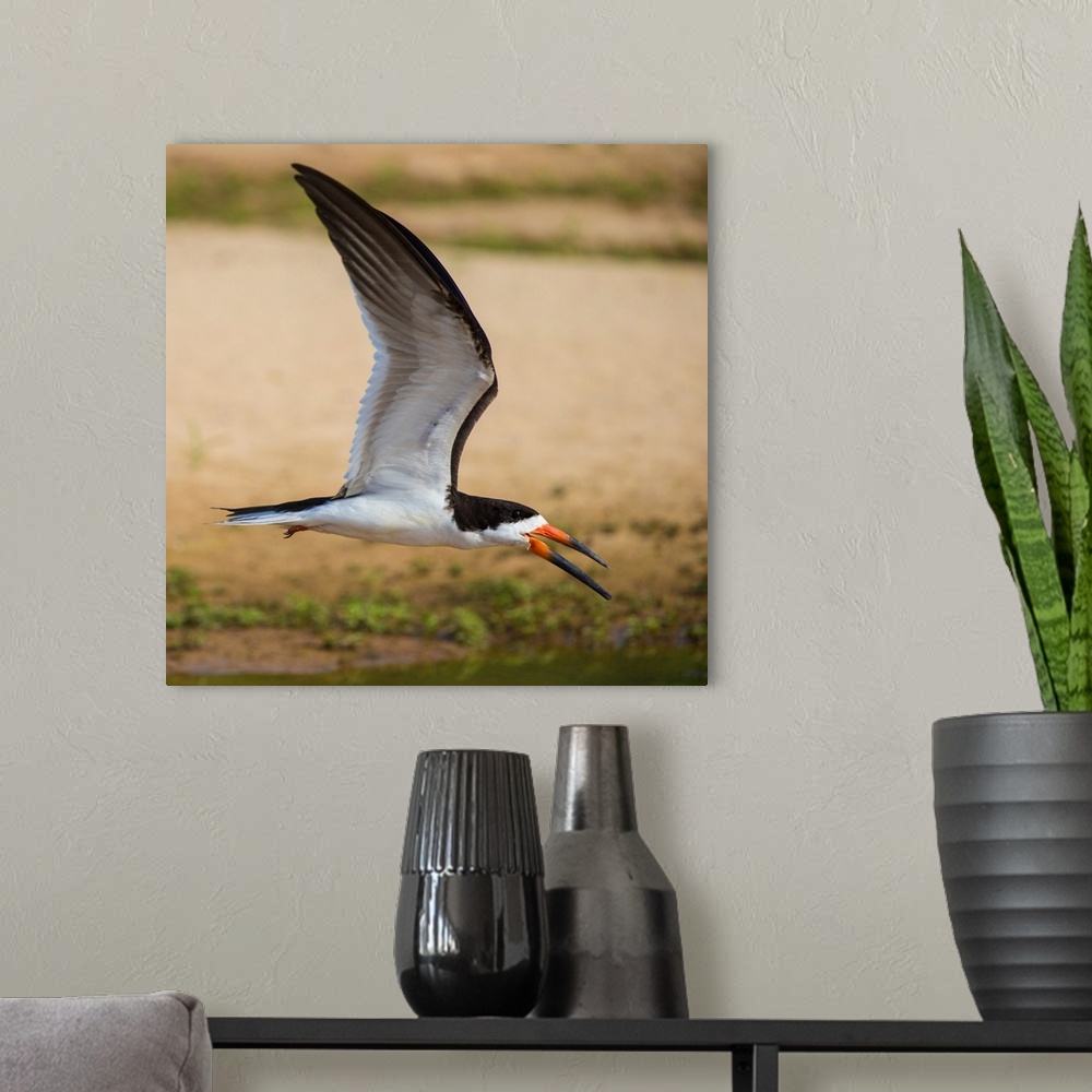 A modern room featuring South America. Brazil. A black skimmer (Rynchops niger) in the Pantanal, the world's largest trop...