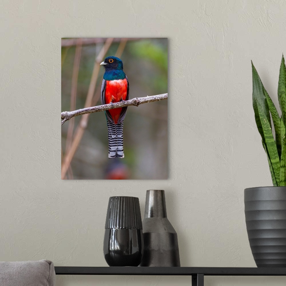 A modern room featuring South America. Brazil. A blue-crowned trogon (Trogon curucui) commonly found in the Pantanal, the...