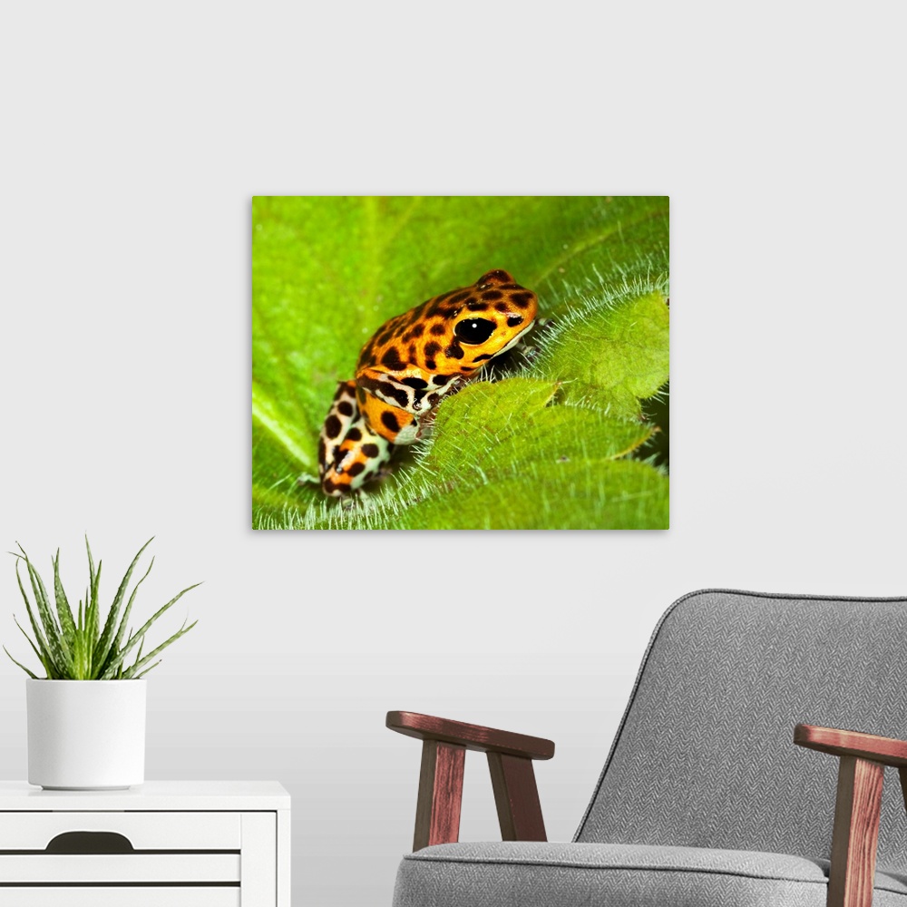 A modern room featuring South America, Panama. Yellow form of poison dart frog on spiny plant.