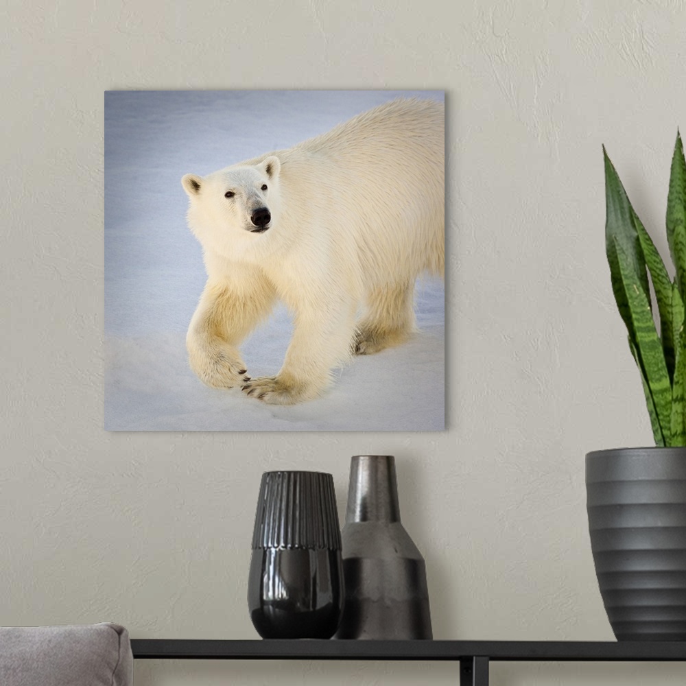 A modern room featuring Svalbard, Norway. Close-up of a Polar Bear walking.