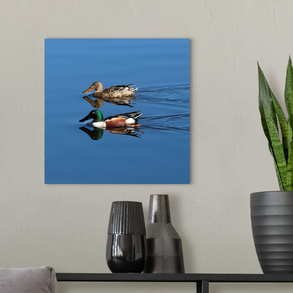 A modern room featuring USA, California. Mated pair of ring-necked ducks swimming.