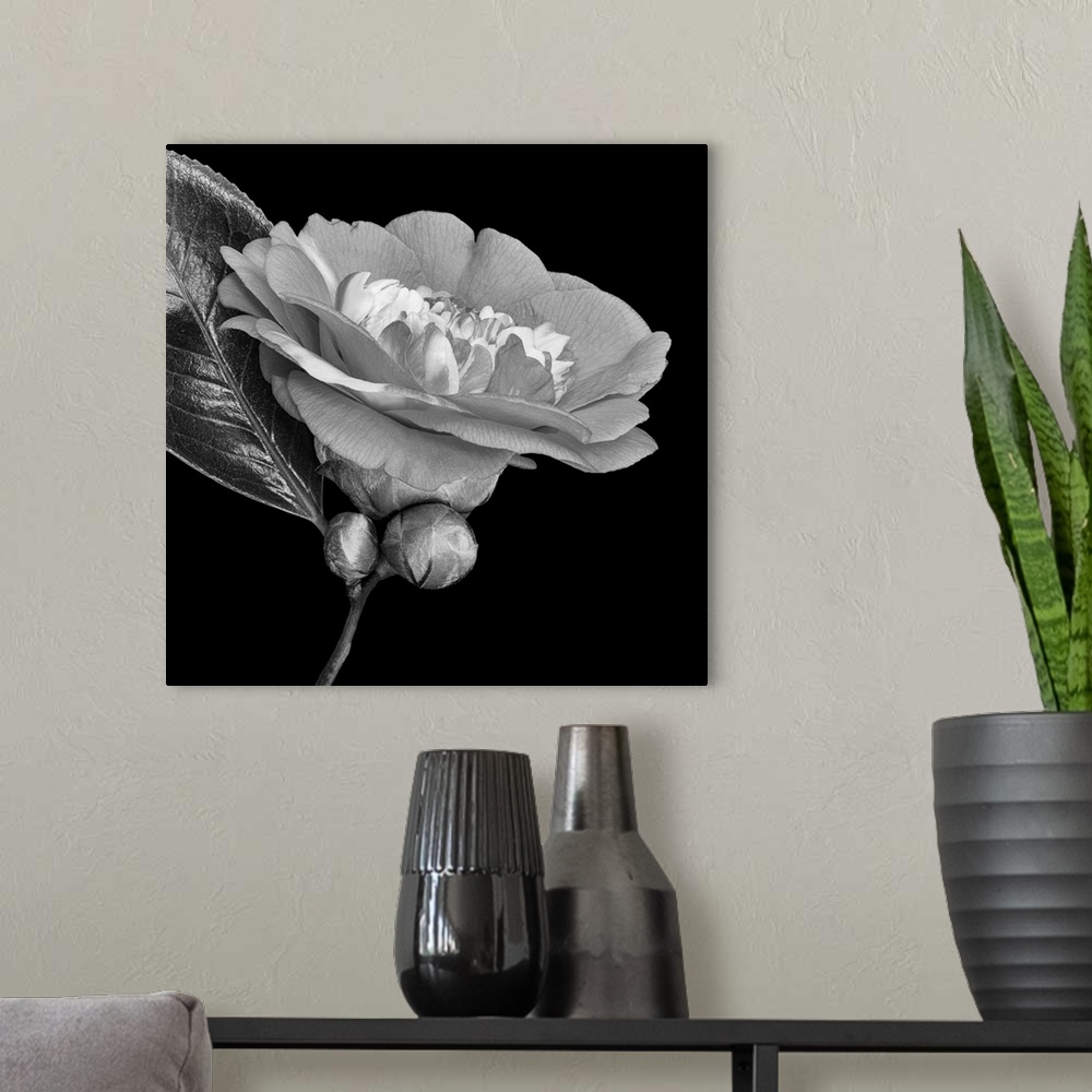 A modern room featuring Bright monochrome white veined camellia blossom. Two buds and two glossy leaves on black background.