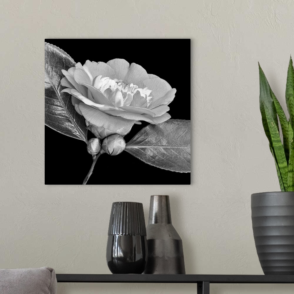 A modern room featuring Bright monochrome white veined camellia blossom. Two buds and two glossy leaves on black background.