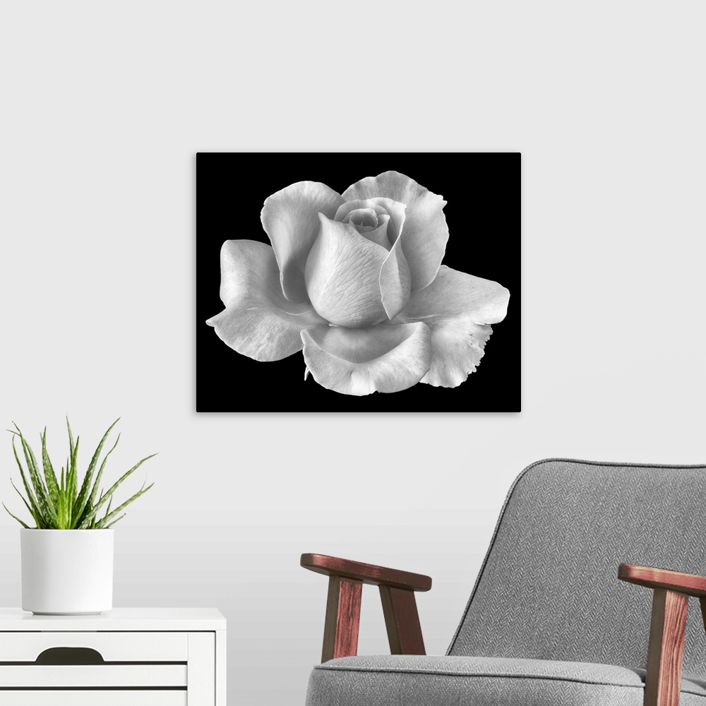 A modern room featuring White Rose Blossom