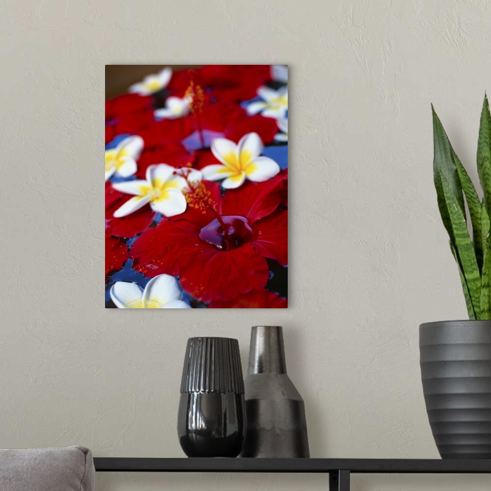 A modern room featuring Floating flowers, White Plumeria