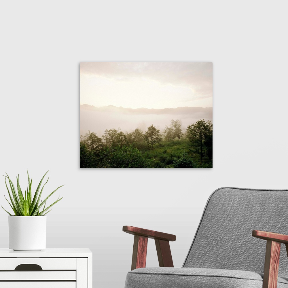 A modern room featuring Italy, Veneto, Foresta del Cansiglio, forest and fog at sunset