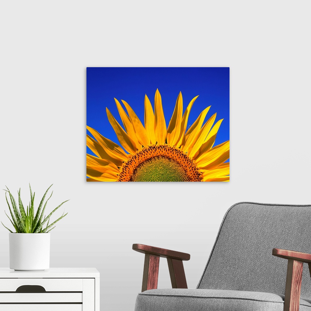 A modern room featuring Sunflower, Helianthus
