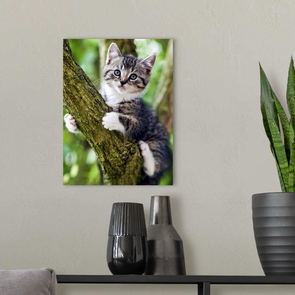 A modern room featuring A Kitten Sitting In Tree