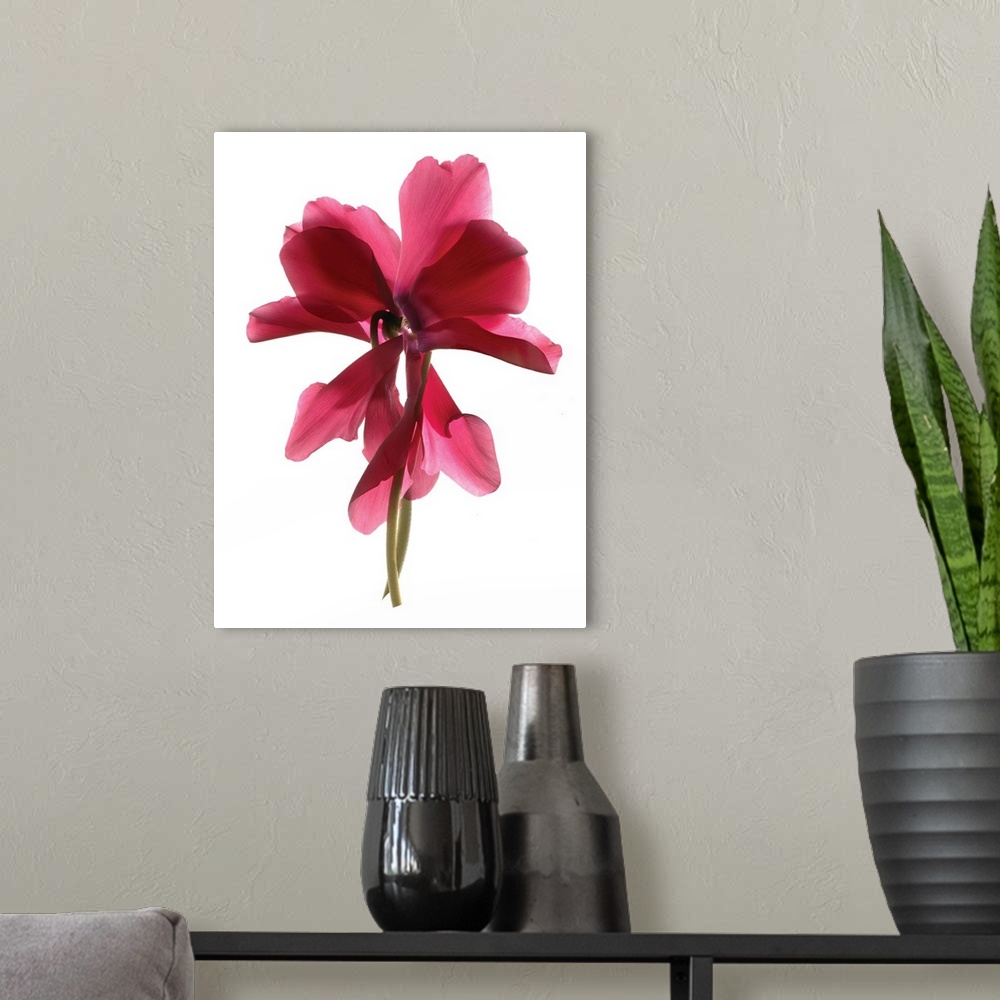 A modern room featuring Photograph of a red Cyclamen flower with transparent petals on a solid white background.