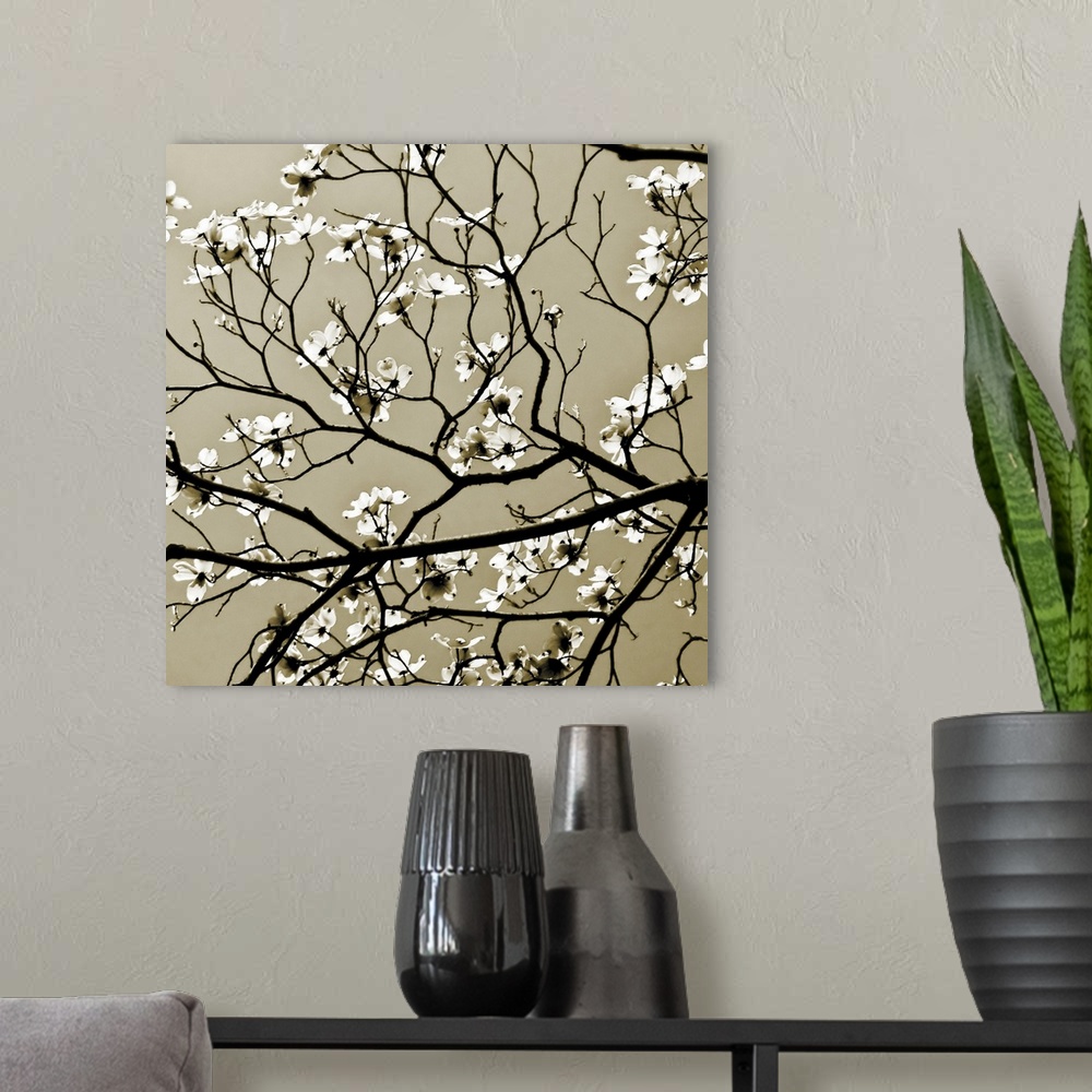 A modern room featuring Square photograph on a large wall hanging of blooming branches of a Dogwood tree in the sunlight.