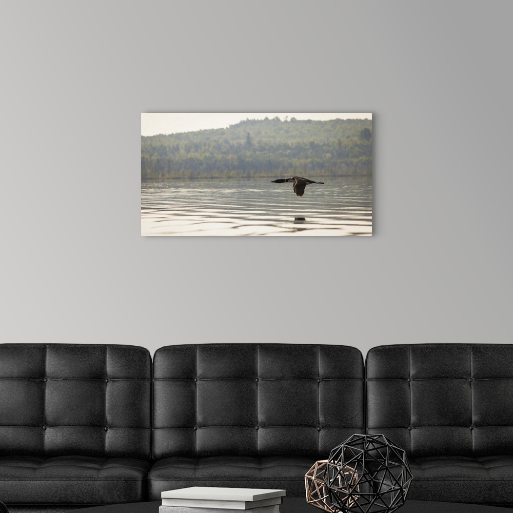 A modern room featuring A solitary Common Loon (Gavia immer) flying over Spencer Pond, in northern Maine.