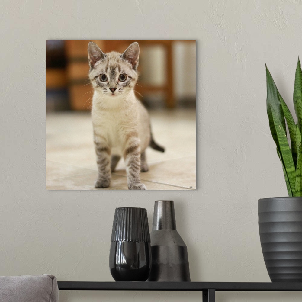 A modern room featuring Simone kitten adoption stray rescue silver tabby