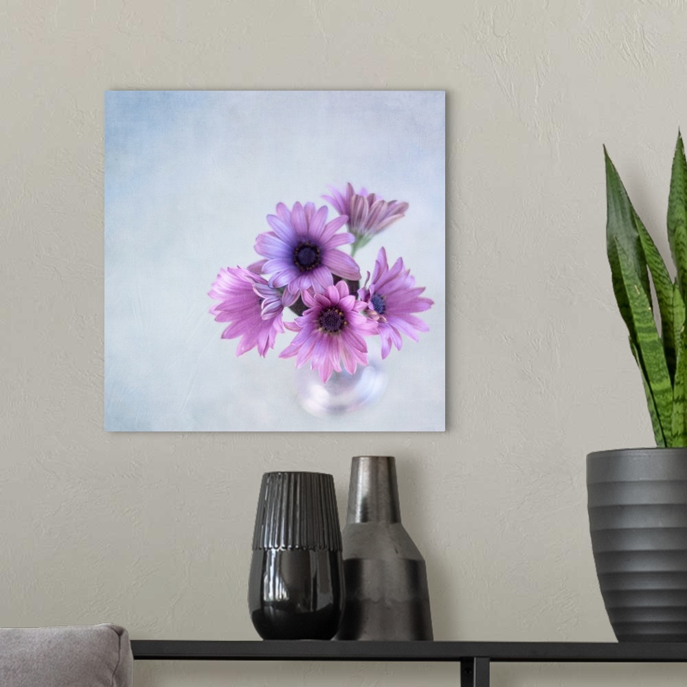 A modern room featuring African daisies or Osteoperumum flowers in glass vase.