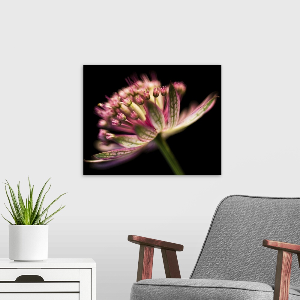 A modern room featuring Astrantia flower on black background.