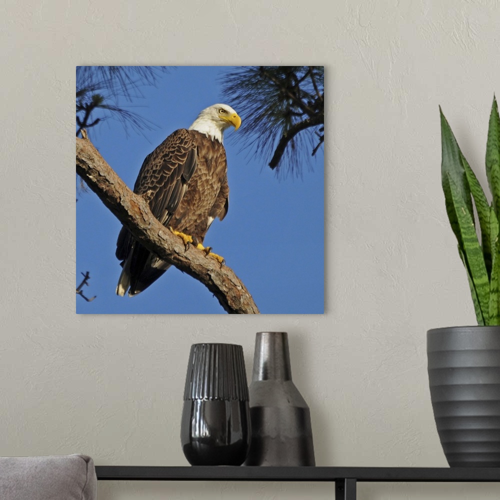 A modern room featuring Bald eagle sitting on branch of tree against blue sky.