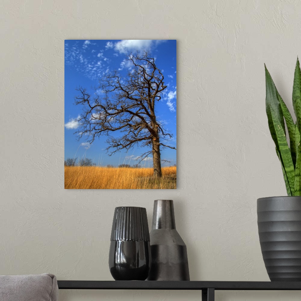 A modern room featuring Bare tree in sitting in wheat field in winter,  against blue sky with sparse fluffy clouds.