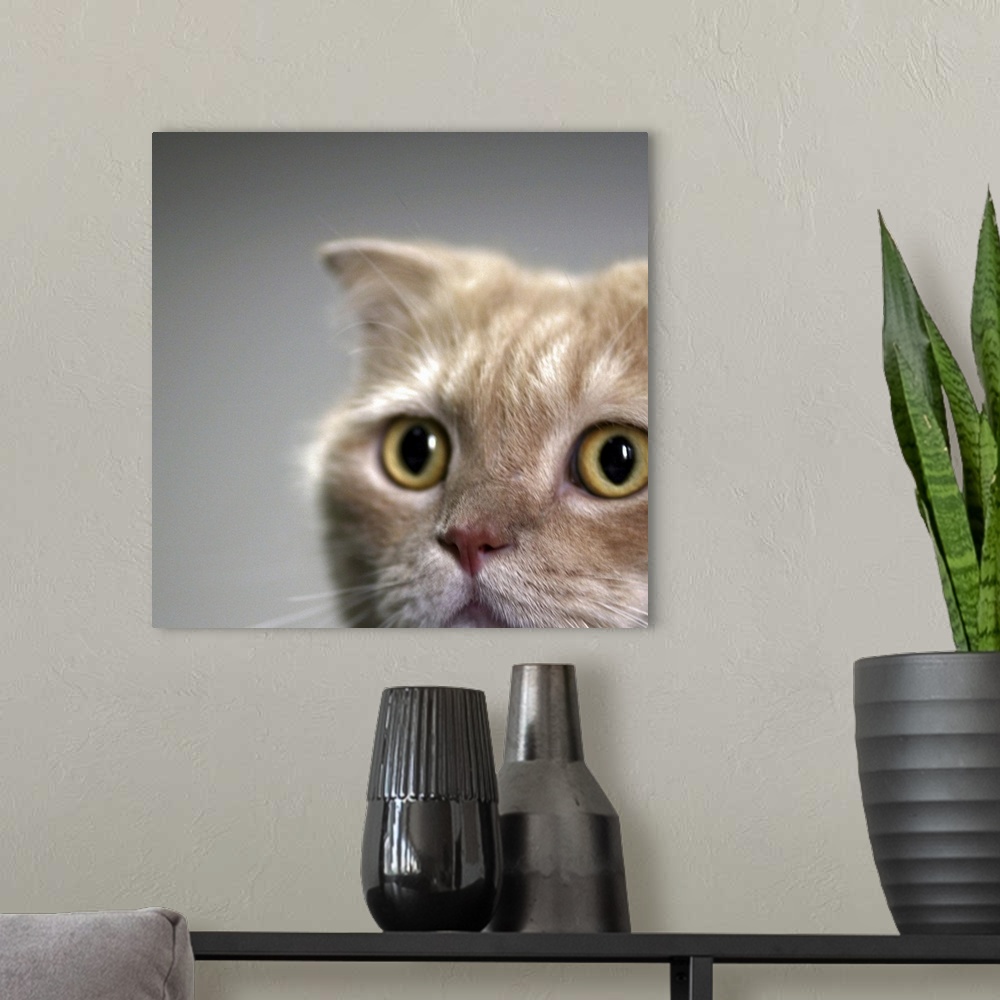 A modern room featuring Cat head with watchful eyes with clear background.