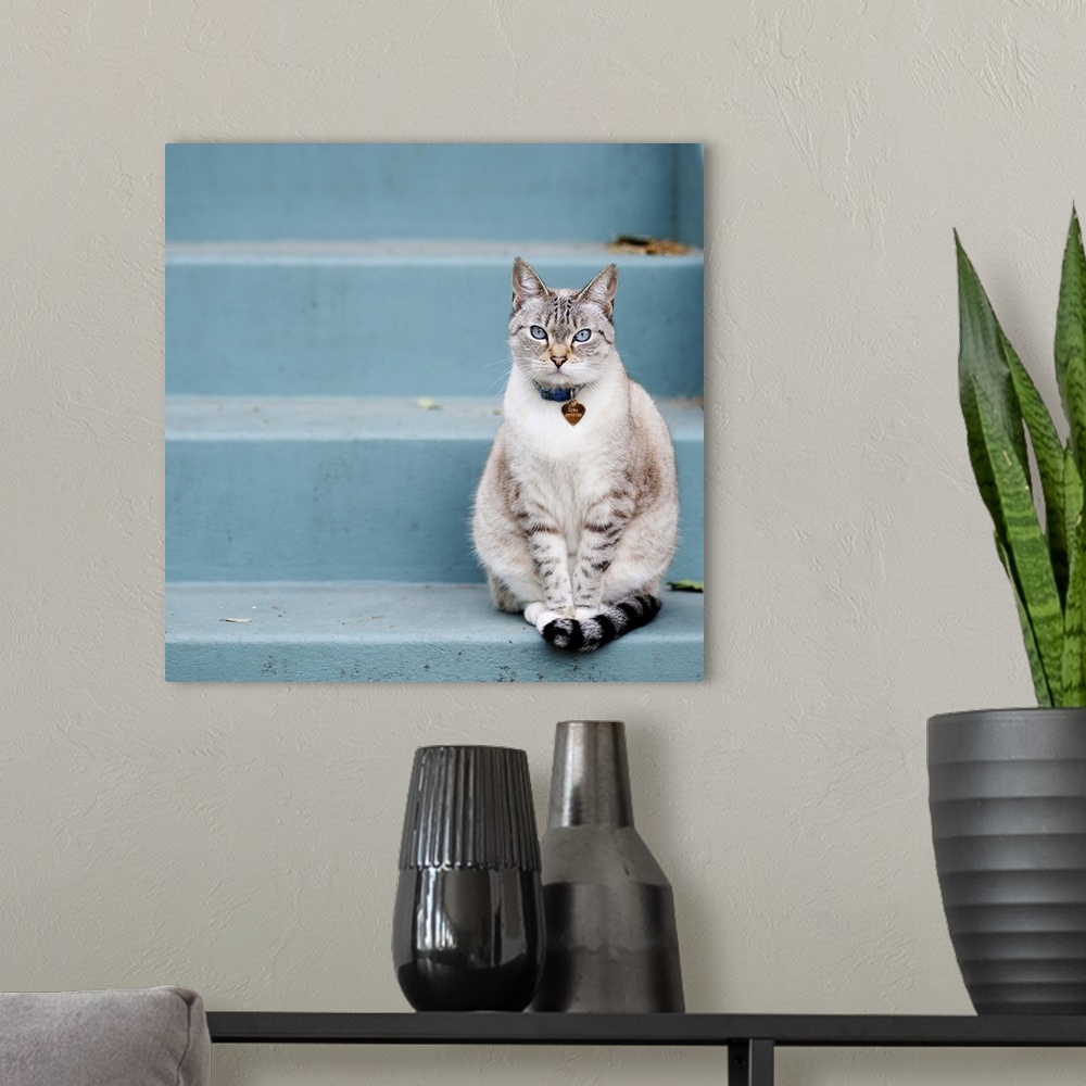 A modern room featuring Cat on blue steps
