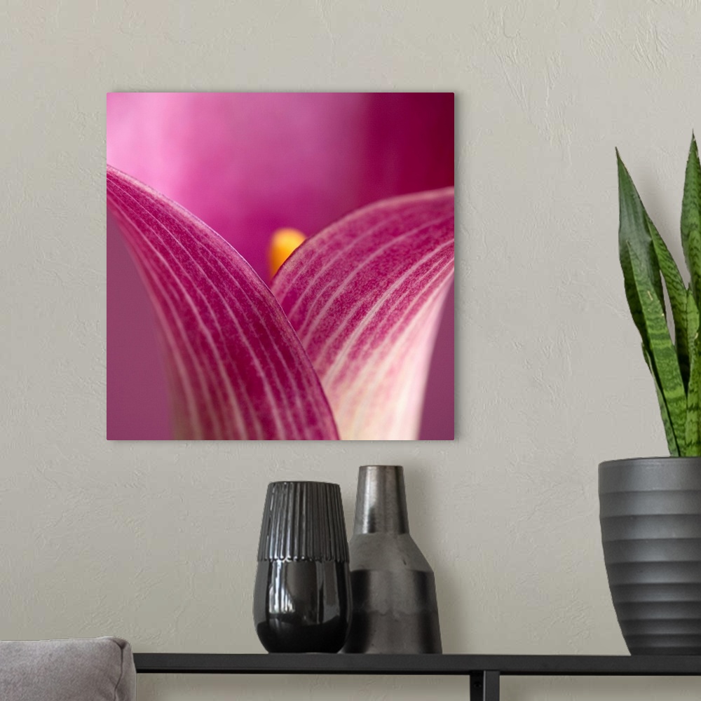 A modern room featuring Close-Up Of Calla Lily