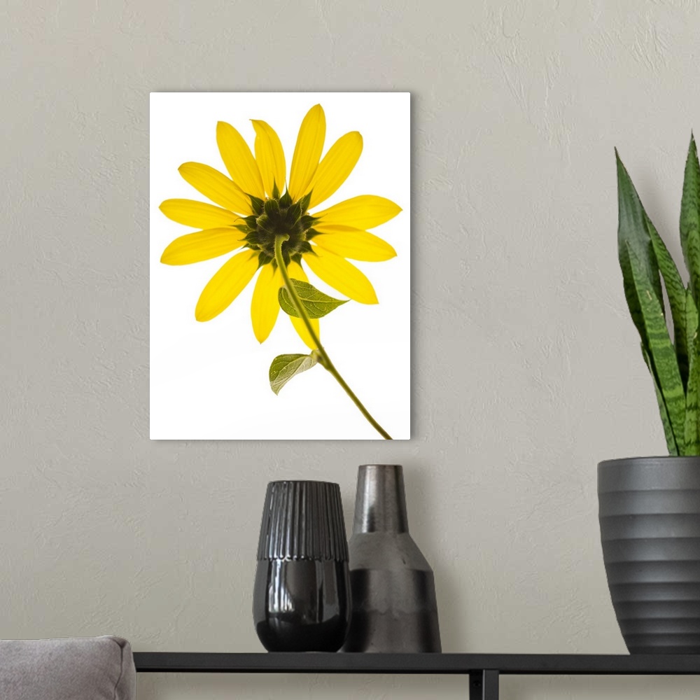 A modern room featuring Close up of yellow sunflower on white background, studio shot